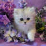 Картина по номерам 30Х30 КОТЕНОК В СИРЕНЕВЫХ ЦВЕТАХ (20 цветов)