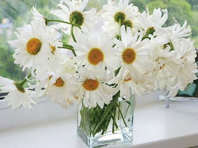 Картина по номерам 40х50 РОМАШКИ В ВАЗЕ (26 цветов)