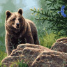 Картина по номерам с цветной схемой 40х50 СИБИРСКИЙ БУРЫЙ МЕДВЕДЬ (30 цветов)