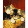 Картина по номерам 40х50 Котята (24 цвета)