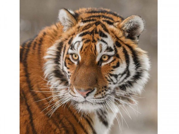 Картина по номерам 30х30 Тигр (18 цветов)