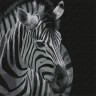 Картина по номерам 30Х30 ЗЕБРА (11 цветов)